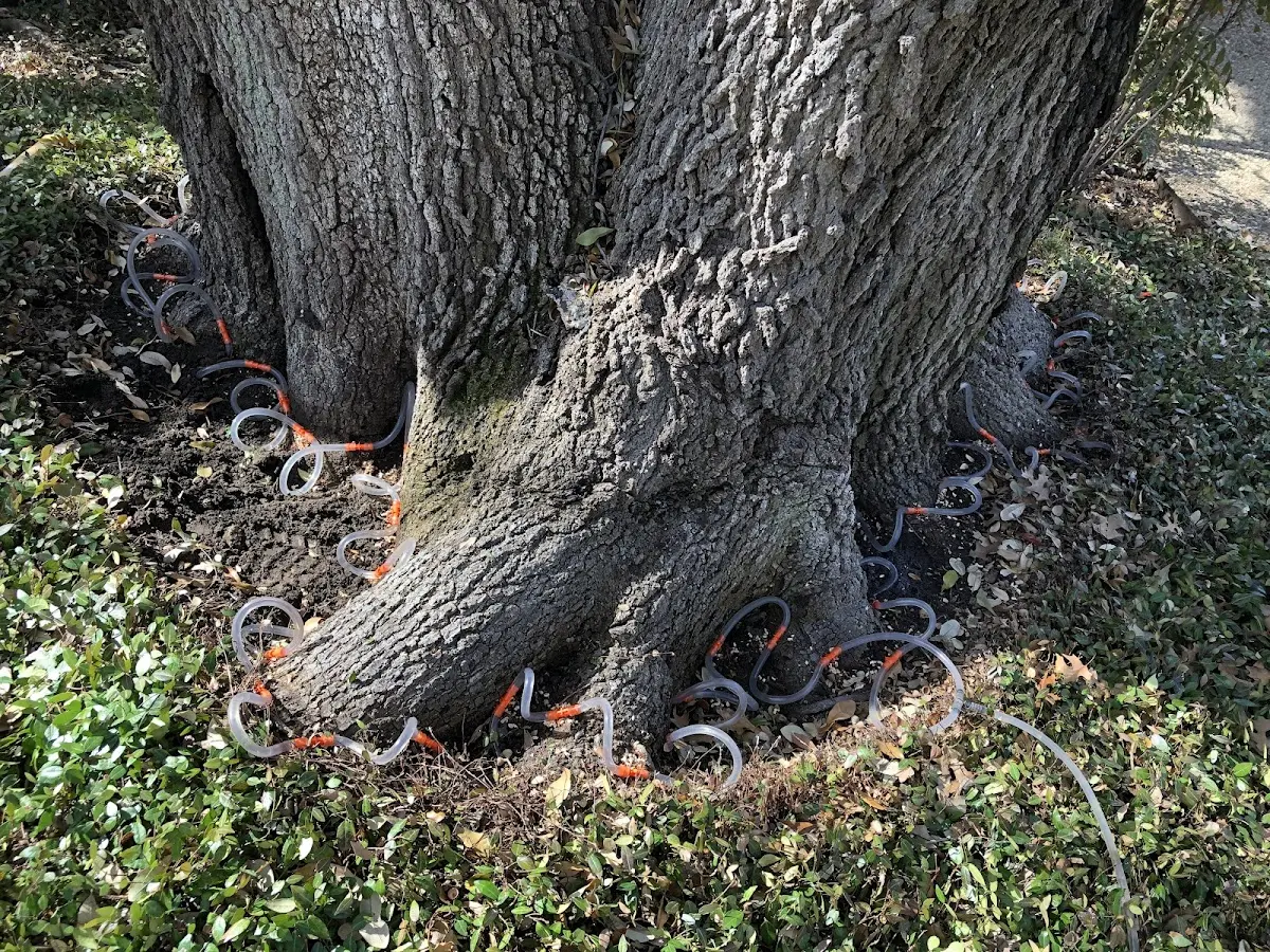 Detailed Tree Cabling and Bracing job site in Santa Ana