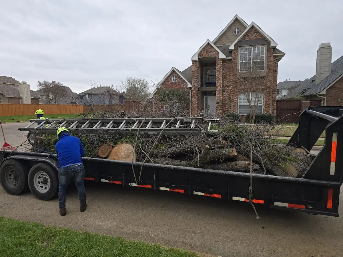 Expert Tree Removal with proper safety equipment in Santa Ana